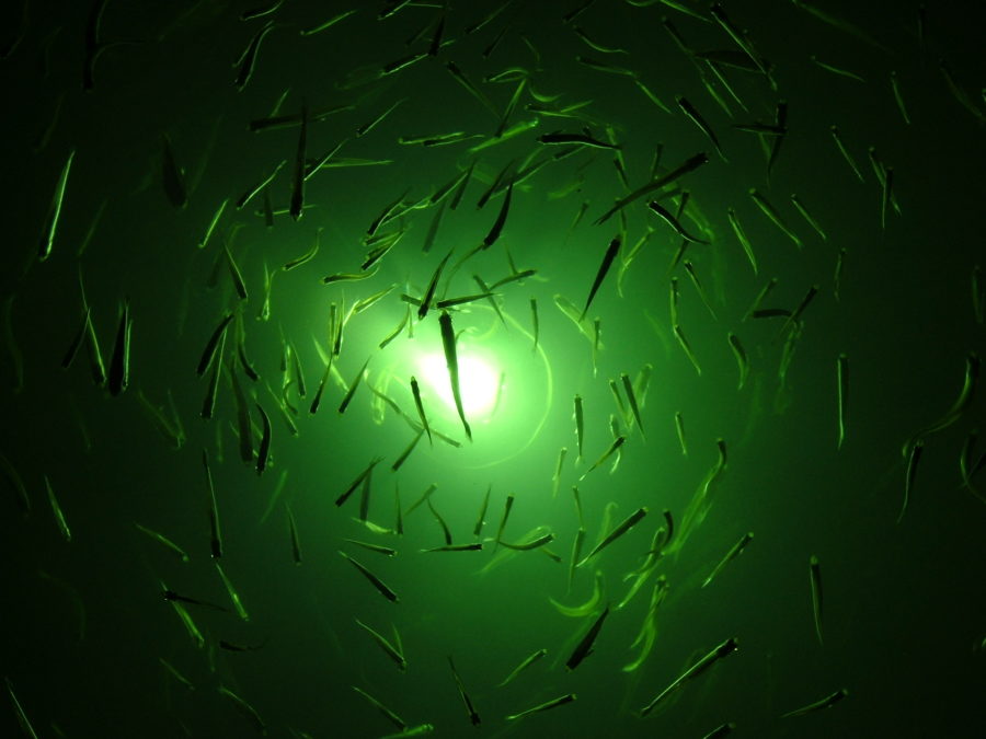How Do Fish Lights Work? Underwater Fish Light