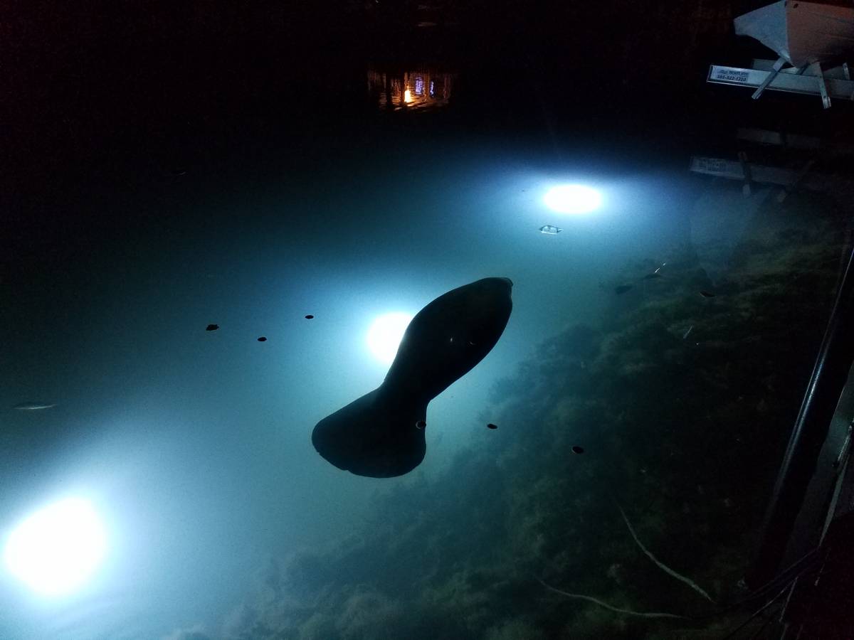 How Fish Lights Work by Underwater Fish Light LLC